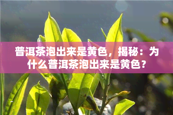 普洱茶泡出来是黄色，揭秘：为什么普洱茶泡出来是黄色？