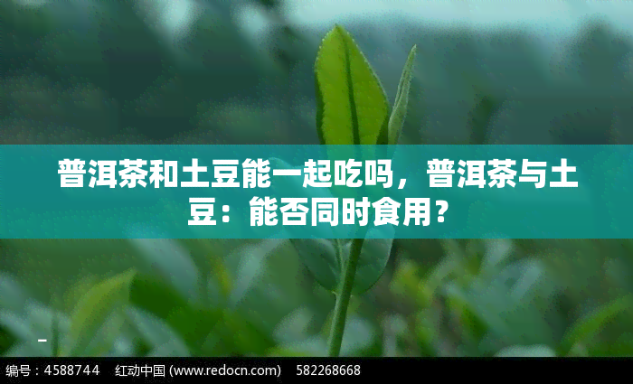 普洱茶和土豆能一起吃吗，普洱茶与土豆：能否同时食用？