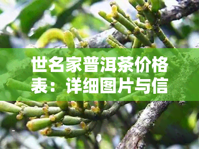 世名家普洱茶价格表：详细图片与信息全览