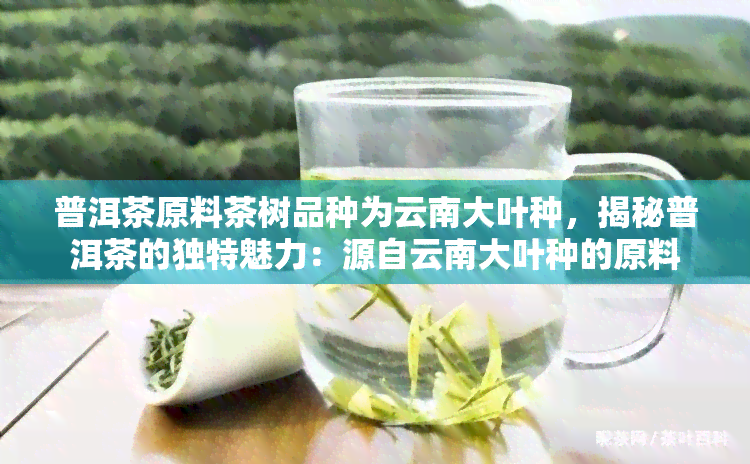 普洱茶原料茶树品种为云南大叶种，揭秘普洱茶的独特魅力：源自云南大叶种的原料