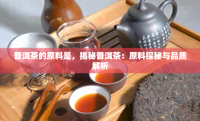 普洱茶的原料是，揭秘普洱茶：原料探秘与品质解析