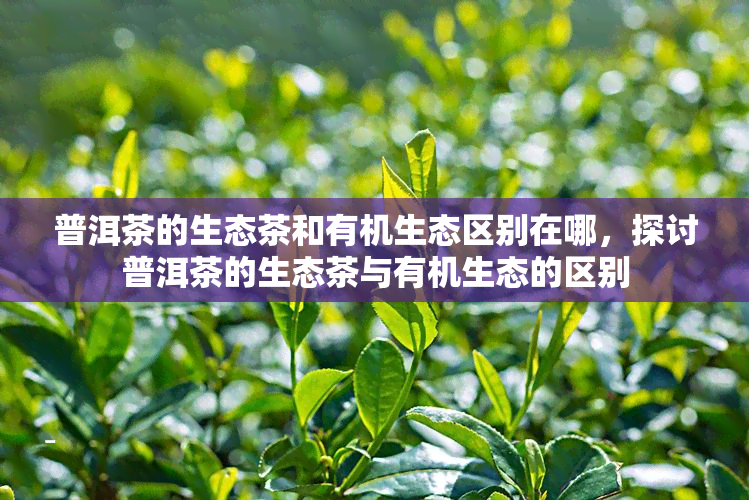 普洱茶的生态茶和有机生态区别在哪，探讨普洱茶的生态茶与有机生态的区别