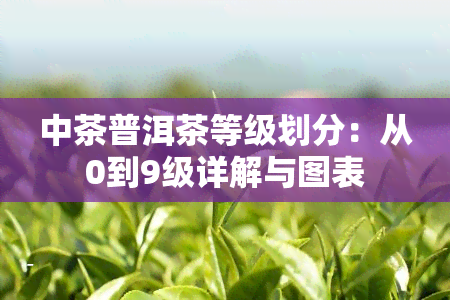 中茶普洱茶等级划分：从0到9级详解与图表