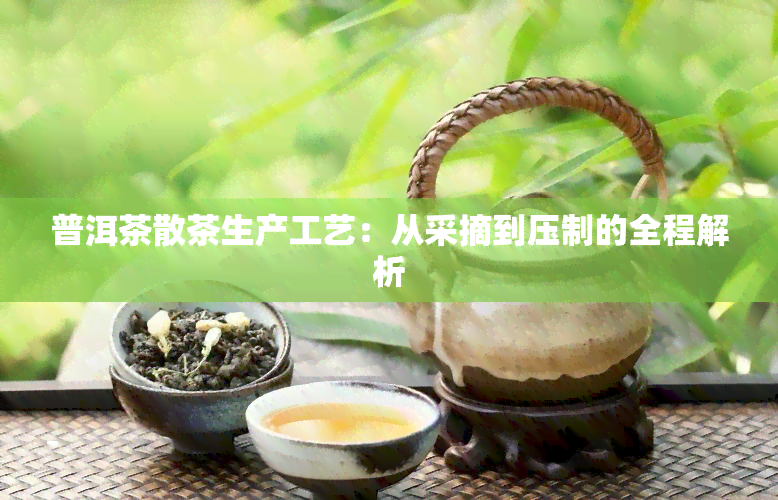 普洱茶散茶生产工艺：从采摘到压制的全程解析