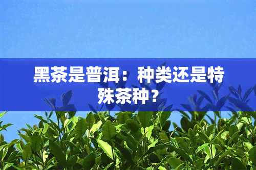 黑茶是普洱：种类还是特殊茶种？