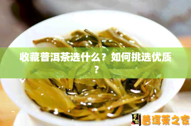 收藏普洱茶选什么？如何挑选优质？