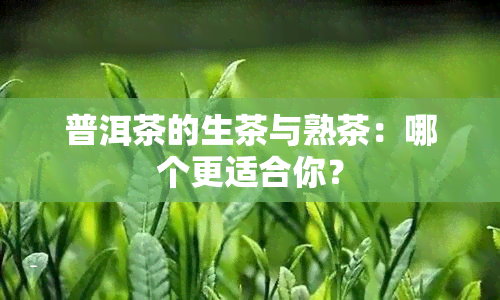 普洱茶的生茶与熟茶：哪个更适合你？