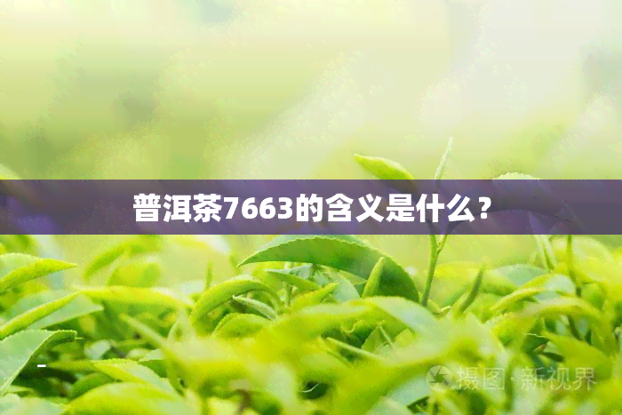 普洱茶7663的含义是什么？