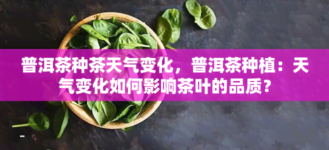 普洱茶种茶天气变化，普洱茶种植：天气变化如何影响茶叶的品质？