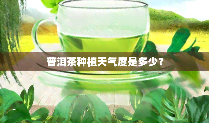 普洱茶种植天气度是多少？