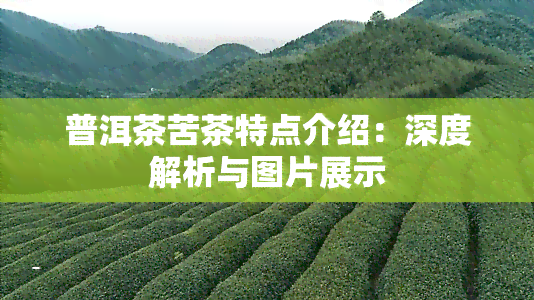 普洱茶苦茶特点介绍：深度解析与图片展示