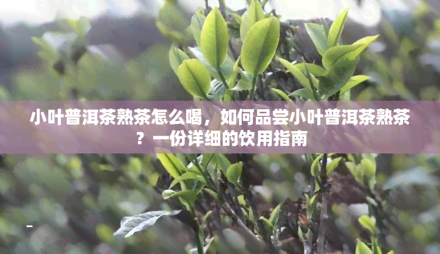 小叶普洱茶熟茶怎么喝，如何品尝小叶普洱茶熟茶？一份详细的饮用指南