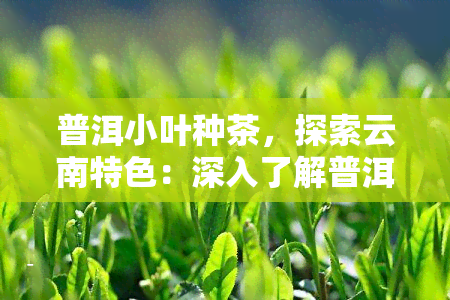 普洱小叶种茶，探索云南特色：深入了解普洱小叶种茶的魅力