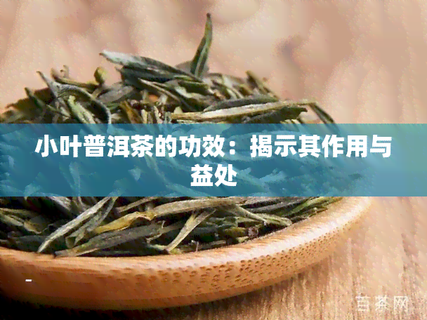 小叶普洱茶的功效：揭示其作用与益处