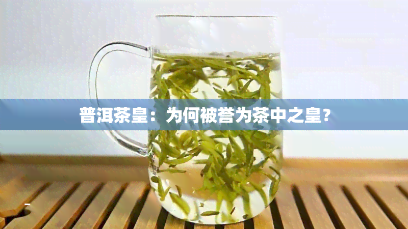 普洱茶皇：为何被誉为茶中之皇？