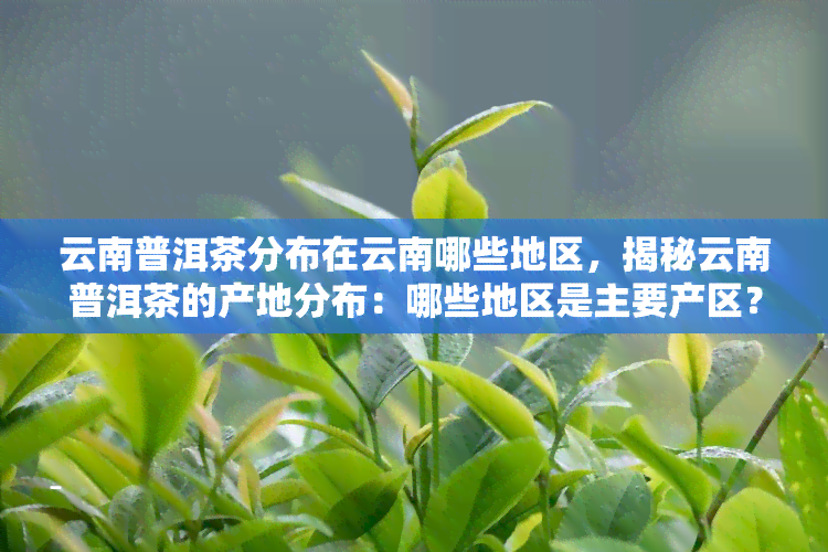 云南普洱茶分布在云南哪些地区，揭秘云南普洱茶的产地分布：哪些地区是主要产区？