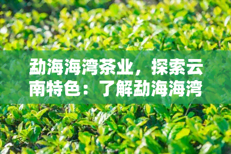 勐海海湾茶业，探索云南特色：了解勐海海湾茶业的茶叶制作工艺和历