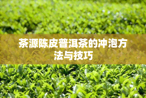 茶源陈皮普洱茶的冲泡方法与技巧