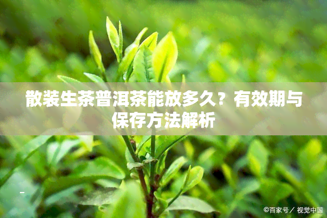 散装生茶普洱茶能放多久？有效期与保存方法解析