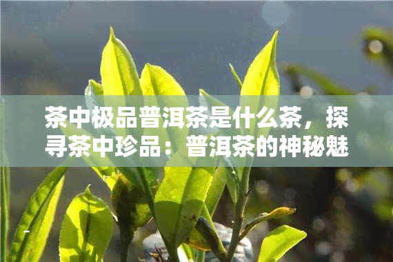 茶中极品普洱茶是什么茶，探寻茶中珍品：普洱茶的神秘魅力