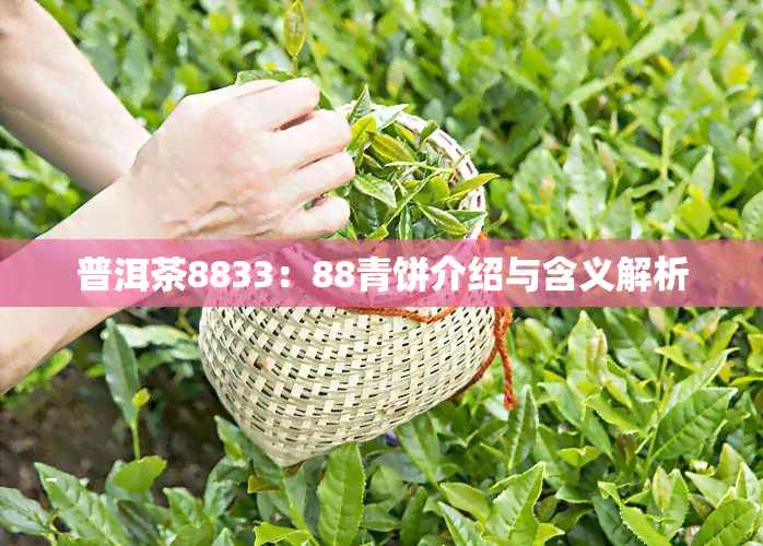 普洱茶8833：88青饼介绍与含义解析