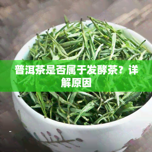 普洱茶是否属于发酵茶？详解原因