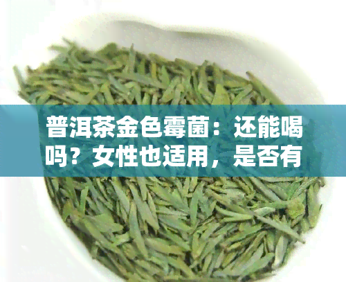 普洱茶金色霉菌：还能喝吗？女性也适用，是否有毒？