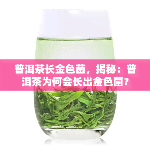 普洱茶长金色菌，揭秘：普洱茶为何会长出金色菌？