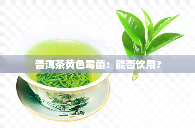 普洱茶黄色霉菌：能否饮用？