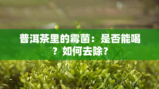 普洱茶里的霉菌：是否能喝？如何去除？