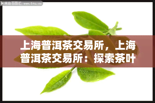 上海普洱茶交易所，上海普洱茶交易所：探索茶叶交易的新模式