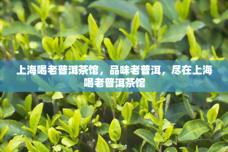 上海喝老普洱茶馆，品味老普洱，尽在上海喝老普洱茶馆