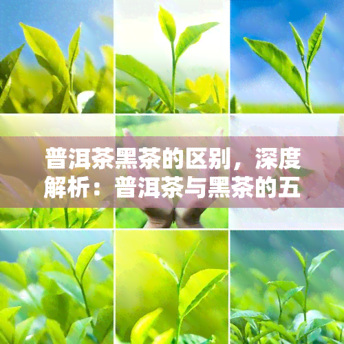 普洱茶黑茶的区别，深度解析：普洱茶与黑茶的五大区别，你了解吗？