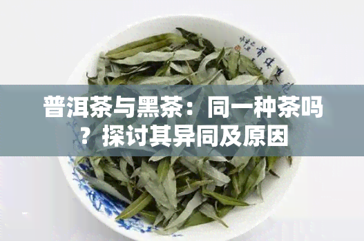 普洱茶与黑茶：同一种茶吗？探讨其异同及原因