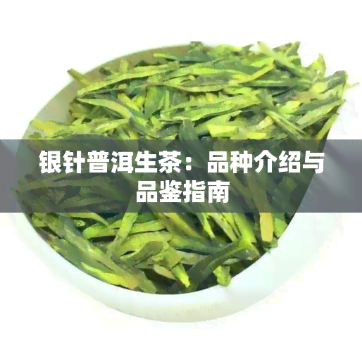 银针普洱生茶：品种介绍与品鉴指南