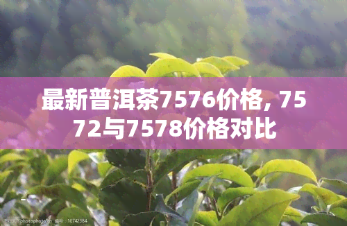 最新普洱茶7576价格, 7572与7578价格对比