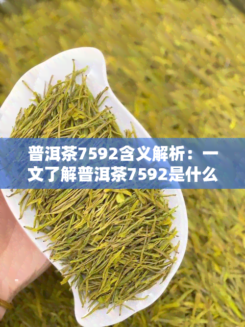 普洱茶7592含义解析：一文了解普洱茶7592是什么意思