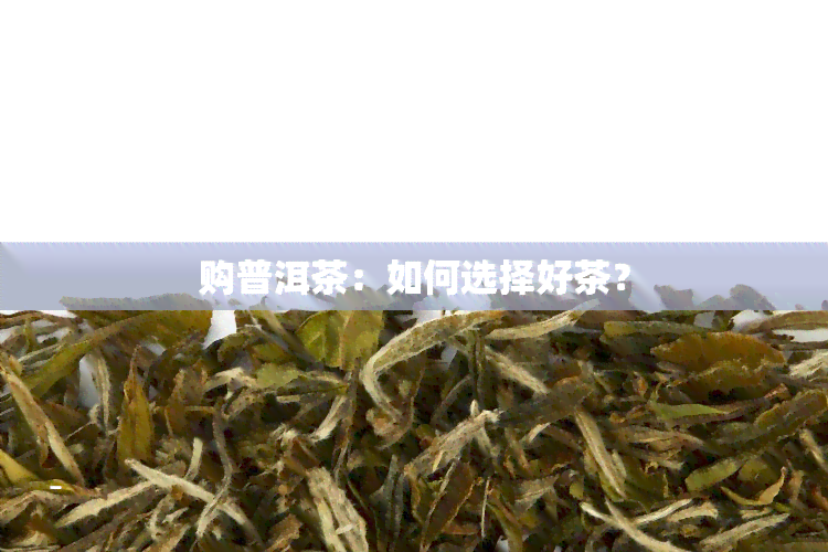 购普洱茶：如何选择好茶？