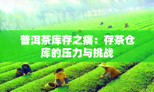 普洱茶库存之痛：存茶仓库的压力与挑战