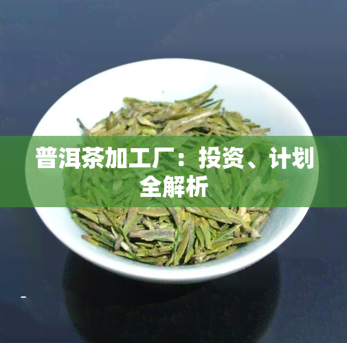 普洱茶加工厂：投资、计划全解析