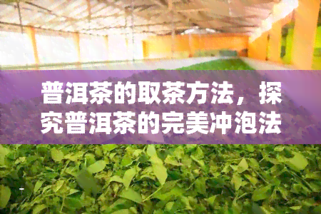 普洱茶的取茶方法，探究普洱茶的完美冲泡法：取茶技巧与步骤