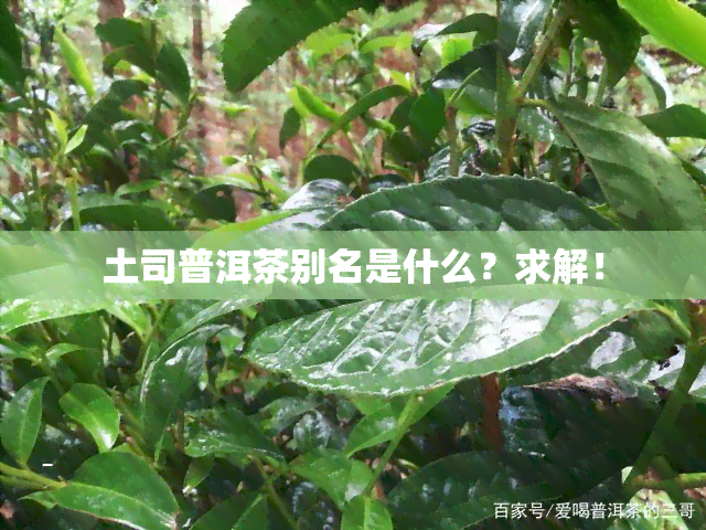 土司普洱茶别名是什么？求解！