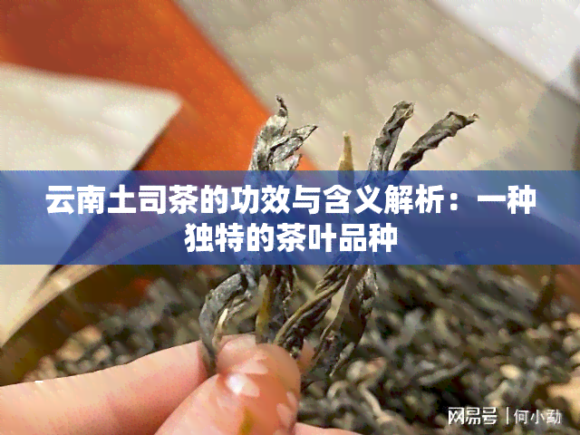 云南土司茶的功效与含义解析：一种独特的茶叶品种