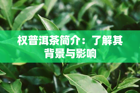 权普洱茶简介：了解其背景与影响