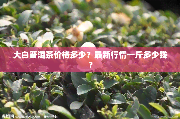 大白普洱茶价格多少？最新行情一斤多少钱？