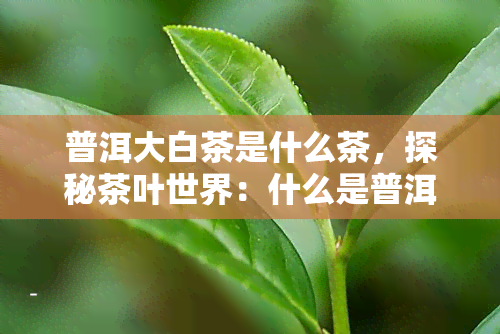 普洱大白茶是什么茶，探秘茶叶世界：什么是普洱大白茶？