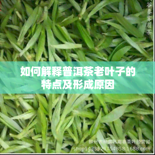 如何解释普洱茶老叶子的特点及形成原因