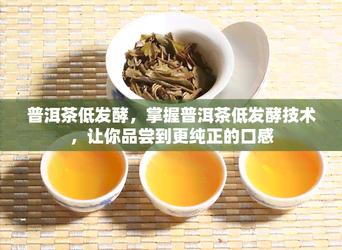 普洱茶低发酵，掌握普洱茶低发酵技术，让你品尝到更纯正的口感