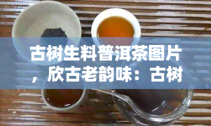 古树生料普洱茶图片，欣古老韵味：古树生料普洱茶的美丽图片