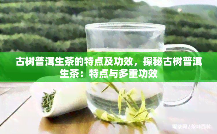 古树普洱生茶的特点及功效，探秘古树普洱生茶：特点与多重功效